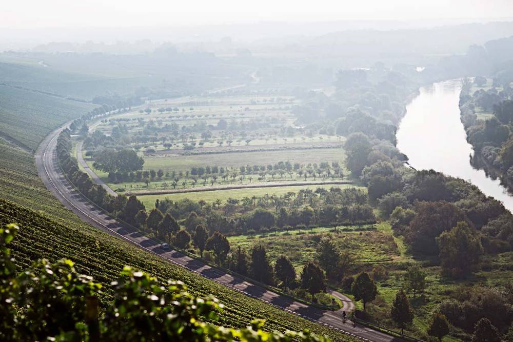 Weinlandschaft am Main